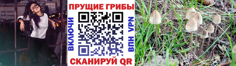 Псилоцибиновые грибы Psilocybe  Бор 